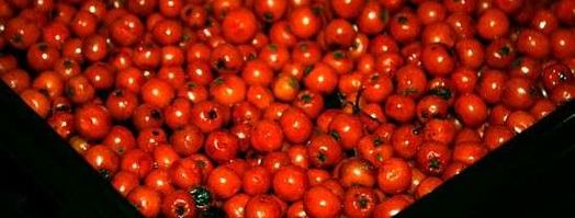 рябиновая наливка. Шаг 21