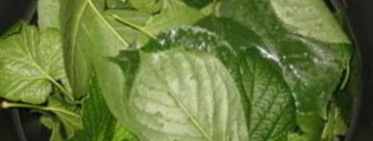 смородиновая наливка. Шаг 3