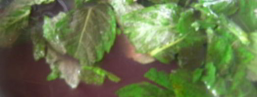 напиток освежающий. Шаг 6