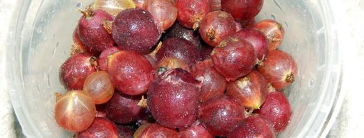 настойка из крыжовника. Шаг 3