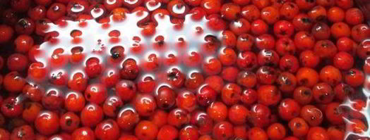 настойка на рябине. Шаг 3