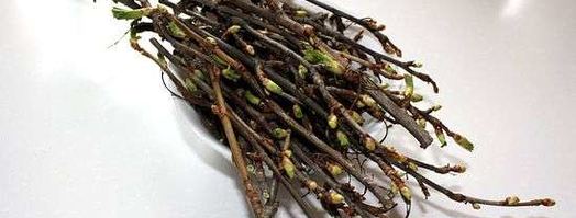 настойка на смородиновых почках. Шаг 8