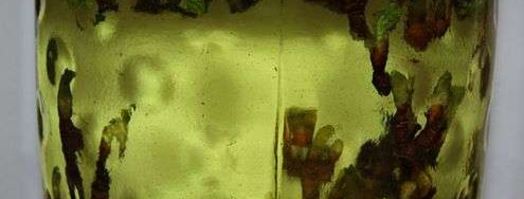 настойка на смородиновых почках. Шаг 26