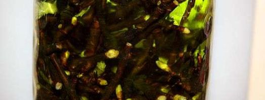 настойка на смородиновых почках. Шаг 28