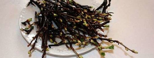 настойка на смородиновых почках. Шаг 11