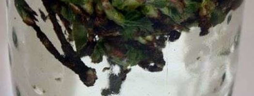 настойка на смородиновых почках. Шаг 17