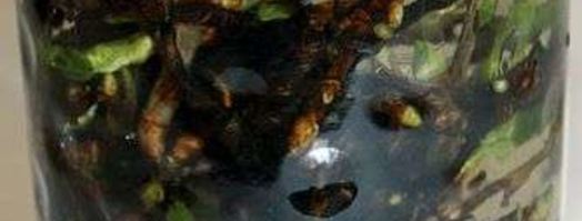 настойка на смородиновых почках. Шаг 19