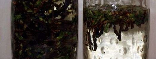 настойка на смородиновых почках. Шаг 21