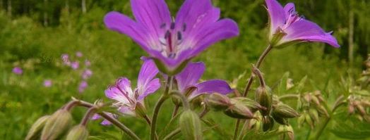 мангово-кокосовый смузи. Шаг 7