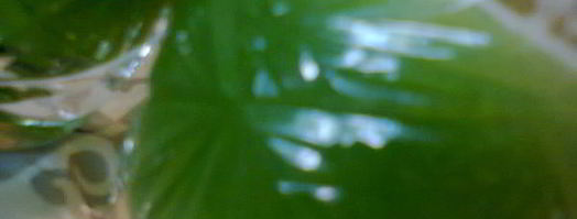 овощной сок зеленый. Шаг 4