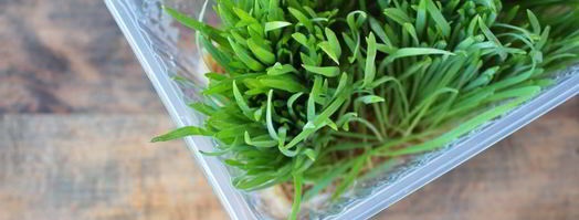 сок из ростков пшеницы. Шаг 3