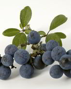 Вино из терна