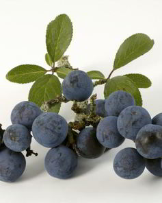 Вино из терна