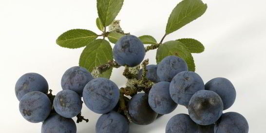 Вино из терна