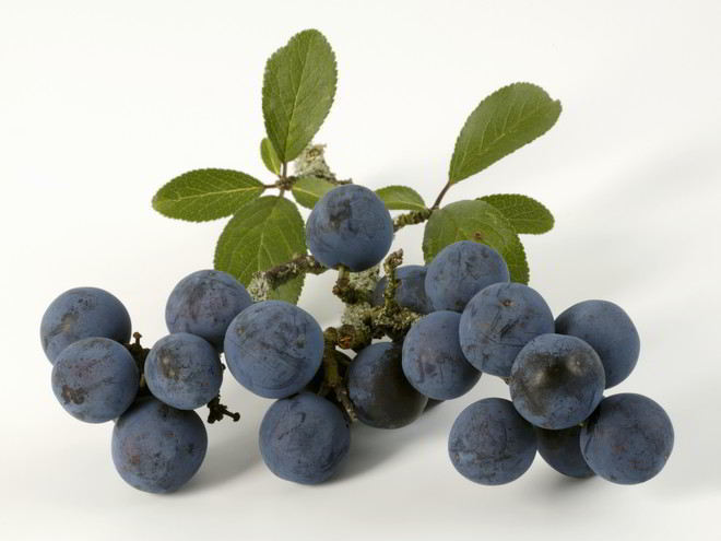 Рецепт вина из терна