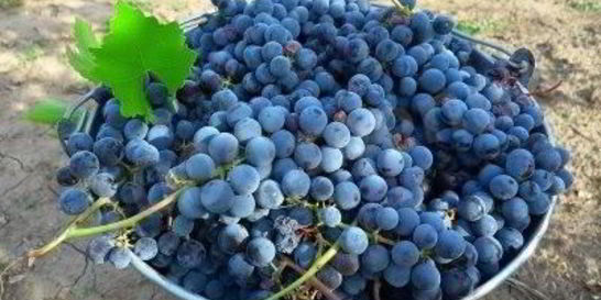 Виноградное вино