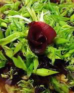 Сельдь под легкой шубкой