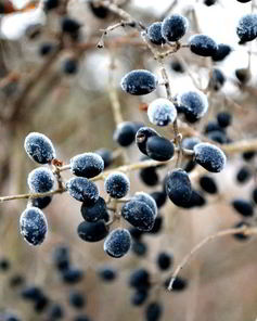 Готовим кетчуп из тернослива на зиму