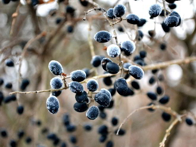 Рецепт готовима кетчуп из тернослива на зиму