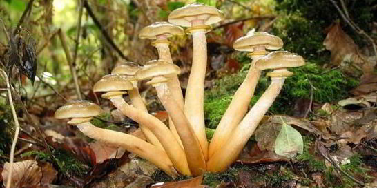 Маринованные опята с маринаде с корицей