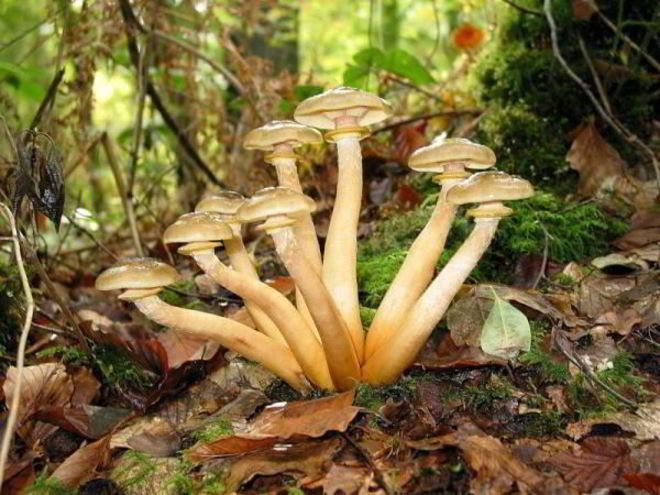 Рецепт маринованных опят с маринаде с корицей