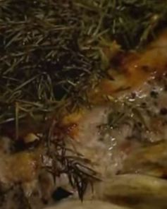 Таежный маринад