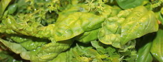 чесночно-базиликовый песто. Шаг 4