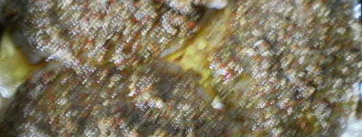 рыба запеченная с соусом песто. Шаг 5