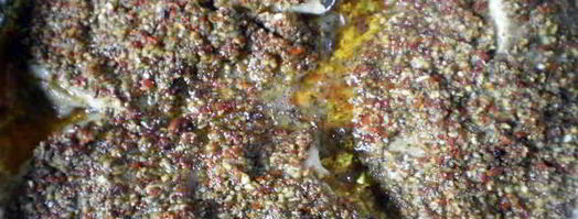 рыба запеченная с соусом песто. Шаг 6