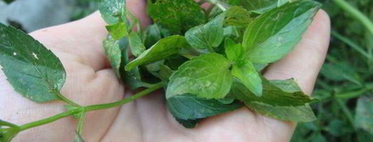 грузинский соус ткемали. Шаг 5