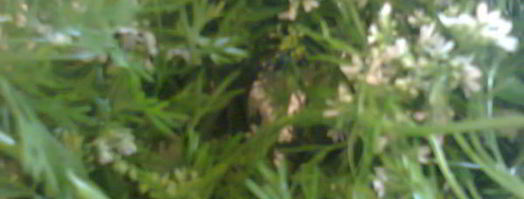 соус зеленый ткемали. Шаг 9