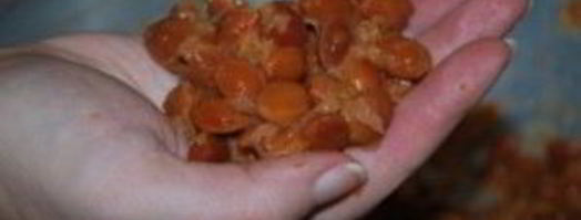 ткемали из слив на зиму. Шаг 7