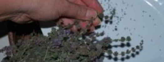 ткемали из слив на зиму. Шаг 9