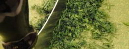 холодный суп с огурцом. Шаг 6