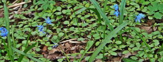 овощной сырный суп. Шаг 12