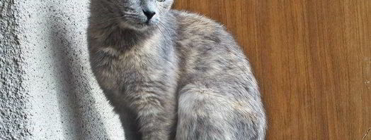 овощной сырный суп. Шаг 13