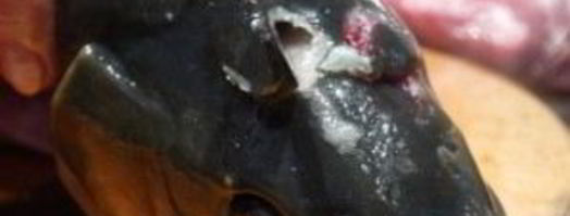 уха из головы сазана. Шаг 7