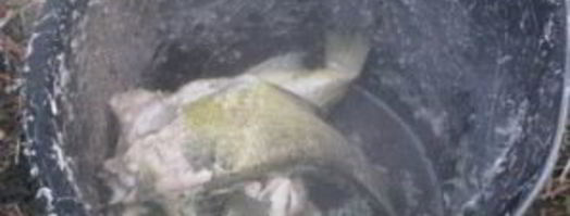 уха на природе. Шаг 8