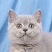 Светлана Забалуева