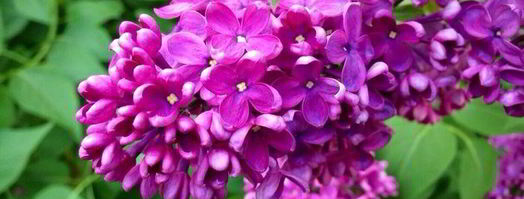 кокосовый кекс с вишней. Шаг 13