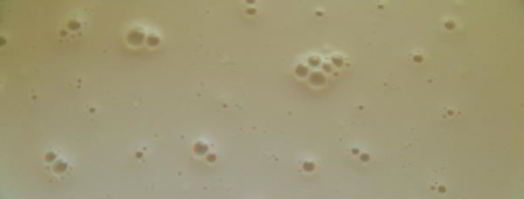 греческий пасхальный хлеб с анисом. Шаг 3