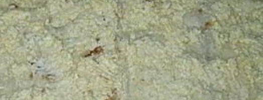 лаваш с консервой. Шаг 6