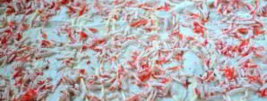 закуска из лаваша с крабовыми палочками. Шаг 5