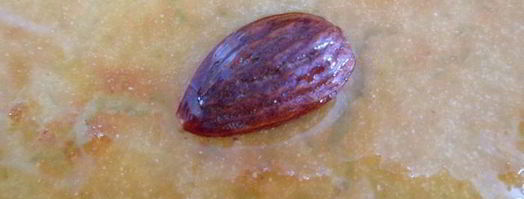 намура — арабский манник, пропитанный сиропом с ароматом роз и флердоранжа. Шаг 14