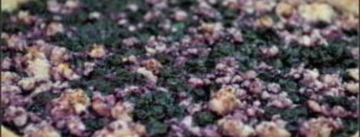 пирог со смородиной и творогом. Шаг 8