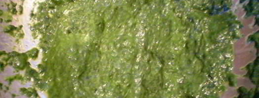 пирожное весенняя свежесть. Шаг 6