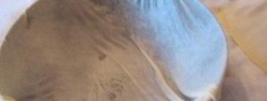 выпечка из теста фило. Шаг 9