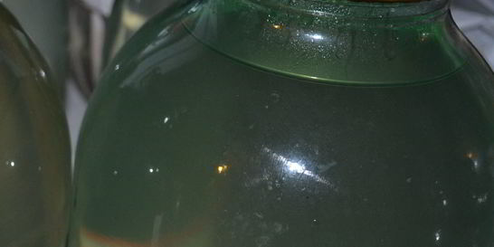 Березовый сок на зиму