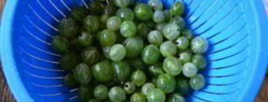 компот из крыжовника с апельсином на зиму. Шаг 3