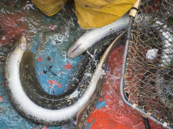 Рецепт маринованных миног на зиму